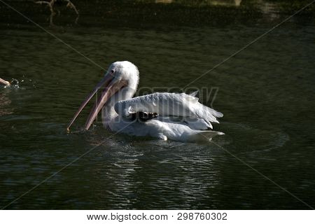 White Pelican In The Early Morning Sunlight