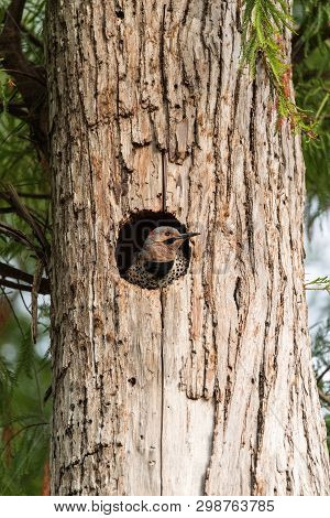 Northern Flicker Colaptes Auratus At The Entrance Of Its Nest In A Pine Tree In Naples, Florida