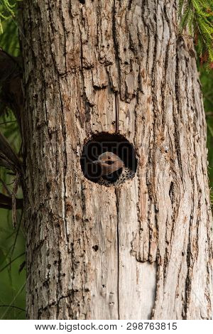 Northern Flicker Colaptes Auratus At The Entrance Of Its Nest In A Pine Tree In Naples, Florida