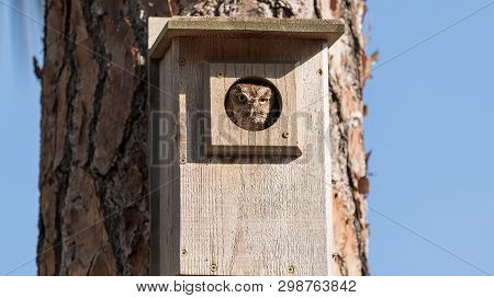 Eastern Screech Owl Megascops Asio In A Birdhouse