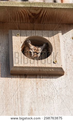 Eastern Screech Owl Megascops Asio In A Birdhouse