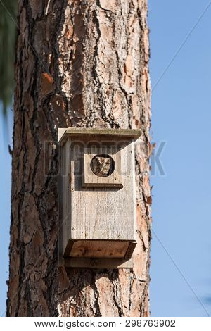 Eastern Screech Owl Megascops Asio In A Birdhouse