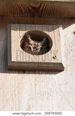Eastern Screech Owl Megascops Asio In A Birdhouse Where It Has Made A Nest On Marco Island, Florida.