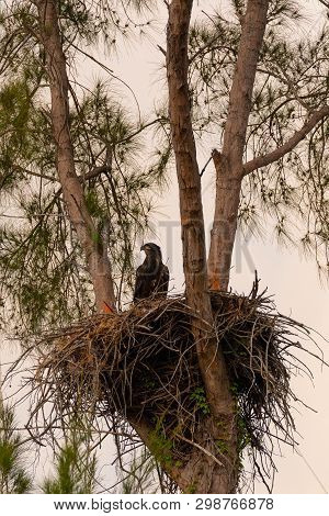 Juvenile Baby Bald Eaglet Haliaeetus Leucocephalus In A Nest