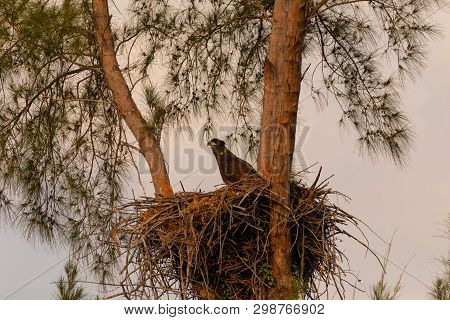 Juvenile Baby Bald Eaglet Haliaeetus Leucocephalus In A Nest