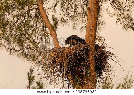 Juvenile Baby Bald Eaglet Haliaeetus Leucocephalus In A Nest