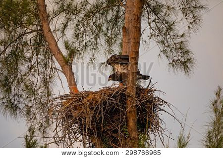 Juvenile Baby Bald Eaglet Haliaeetus Leucocephalus In A Nest