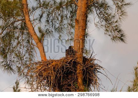 Juvenile Baby Bald Eaglet Haliaeetus Leucocephalus In A Nest