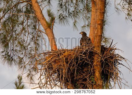 Juvenile Baby Bald Eaglet Haliaeetus Leucocephalus In A Nest