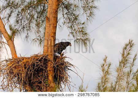 Juvenile Baby Bald Eaglet Haliaeetus Leucocephalus In A Nest
