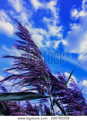 Wild Plants With Long Stalks On An Indistinct Background Of Blue Sky With White Clouds And Windy Wea