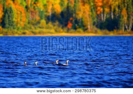 Four Red-necked Grebes On French Lake, Quetico, Ontario, Canada