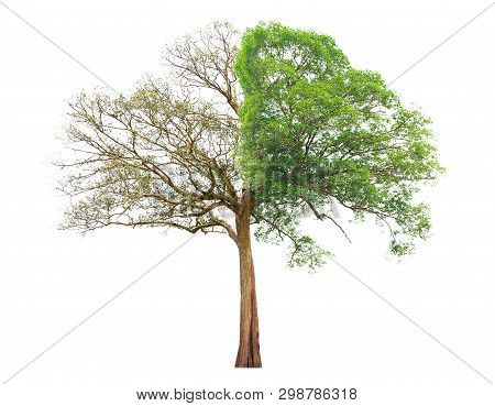 Concept Of Doubleness. Dead Tree On One Side And Living Tree On The Different Side. Isolated On A Wh