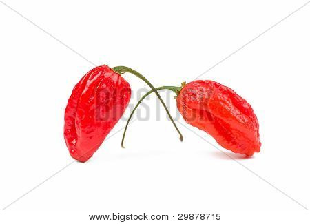 Naga Morich