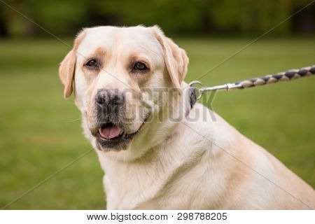 Portrait of Dog Labrador Retriever at park. Head of Adult Dog Breed Labrador with collar and leash on Walk at Spring or Summer sunny day.