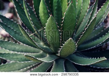 Green Cactus Plant, Natural Texture Background Concept, Copy Space