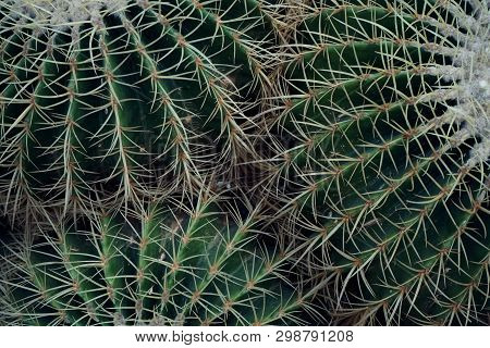 Green Cactus Plant, Natural Texture Background Concept, Copy Space