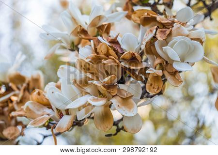 A Branch Of A Blossoming Magnolia (lat. Magnolia Denudata) With Beautiful White Flowers In The South