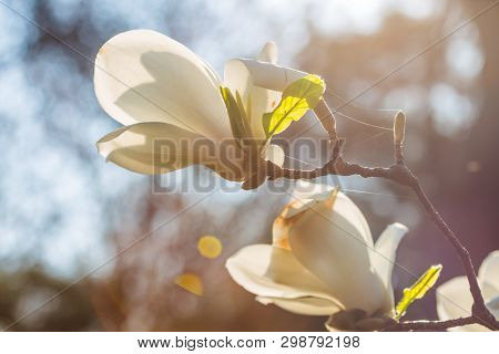 A Branch Of A Blossoming Magnolia (lat. Magnolia Denudata) With Beautiful White Flowers In The South