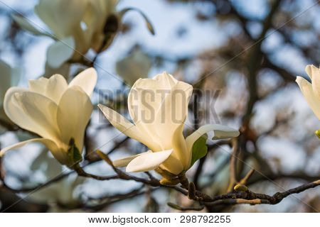 A Branch Of A Blossoming Magnolia (lat. Magnolia Denudata) With Beautiful White Flowers In The South
