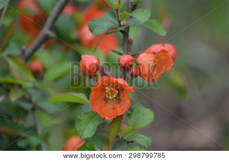 Japanese Quince or Chaenomeles japonica. Flowers of Chaenomeles japonica in the spring garden