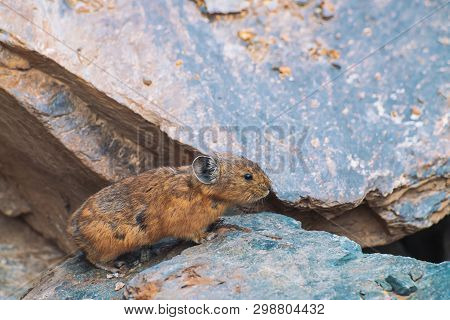 Pika rodent on stones in highlands. Small curious animal on colorful rocky hill. Little fluffy cute mammal on picturesque boulders in mountains. Small mouse with big ears. Little nimble pika.