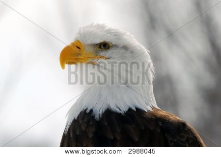 Águila calva americana