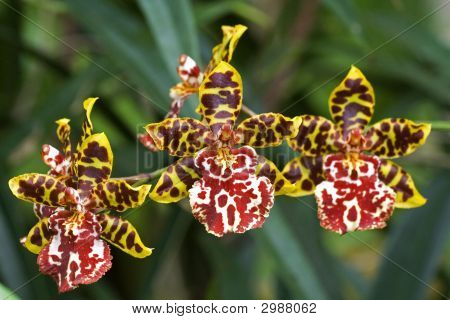 Orquídea