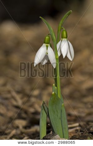Galanthus