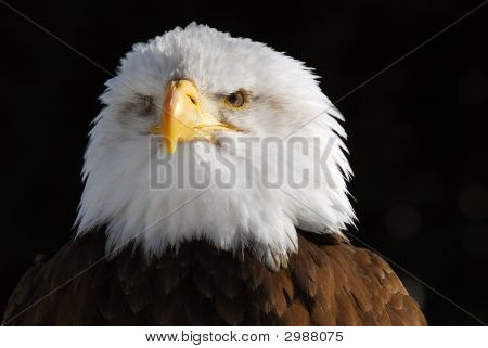Águila calva americana