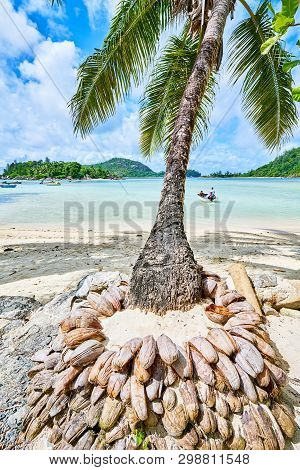 Coconuts Stand On Tropical Beach Of Anse L'islette, Mahe Seychel