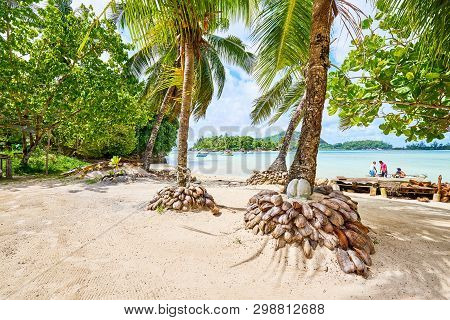 Coconuts Stand On Tropical Beach Of Anse L'islette, Mahe Seychel