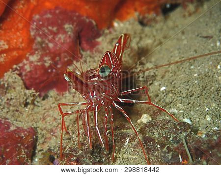 Closeup And Macro Shot Of Hinge-beak Shrimp Rhynchocinetes Durbanensis On Hard Coral During Leisure 