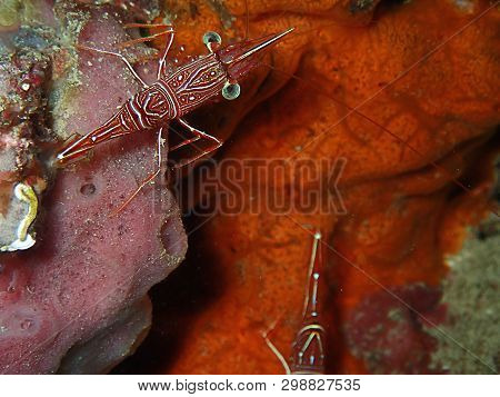 Closeup And Macro Shot Of Hinge-beak Shrimp Rhynchocinetes Durbanensis On Hard Coral During Leisure 