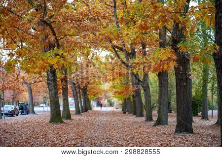 Colorful Red And Yellow Foliage Trees In Garden During Autumn At Wilhelm Külz Park In City Of Leipzi