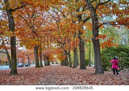 Woman Walking Among Colorful Red And Yellow Foliage Trees In Garden During Autumn At Wilhelm Külz Pa