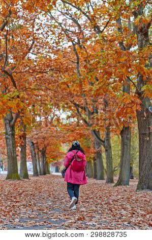 Woman Walking Among Colorful Red And Yellow Foliage Trees In Garden During Autumn At Wilhelm Külz Pa