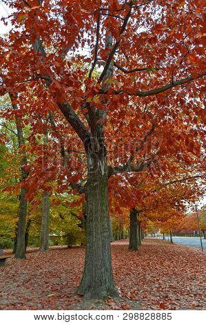 Colorful Red And Yellow Foliage Trees In Garden During Autumn At Wilhelm Külz Park In City Of Leipzi