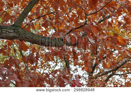 Colorful Red And Yellow Foliage Trees In Garden During Autumn At Wilhelm Külz Park In City Of Leipzi