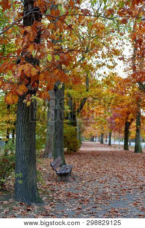 Colorful Red And Yellow Foliage Trees In Garden During Autumn At Wilhelm Külz Park In City Of Leipzi