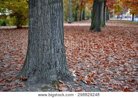 Colorful Red And Yellow Foliage Trees In Garden During Autumn At Wilhelm Külz Park In City Of Leipzi