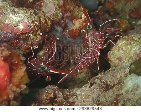 Closeup And Macro Shot Of Hinge-beak Shrimp Rhynchocinetes Durbanensis On Hard Coral During Leisure 