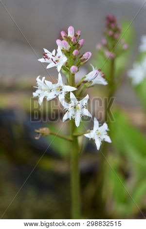 Common Bogbean - Latin Name - Menyanthes Trifoliata