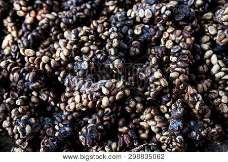Kopi Luwak Or Civet Coffee, Is One Of The World's Most Expensive And Low-production Varieties Of Luw