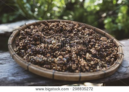 Kopi Luwak Or Civet Coffee, Is One Of The World's Most Expensive And Low-production Varieties Of Luw