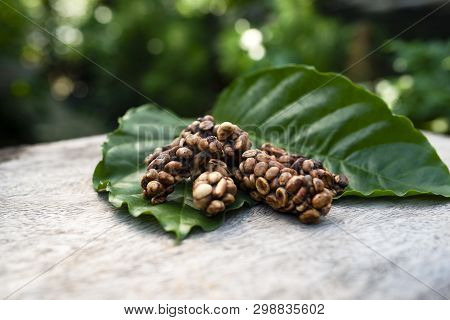 Kopi Luwak Or Civet Coffee, Is One Of The World's Most Expensive And Low-production Varieties Of Luw
