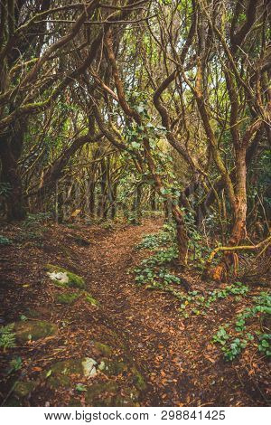 forest in Anaga rural park, Tenerife