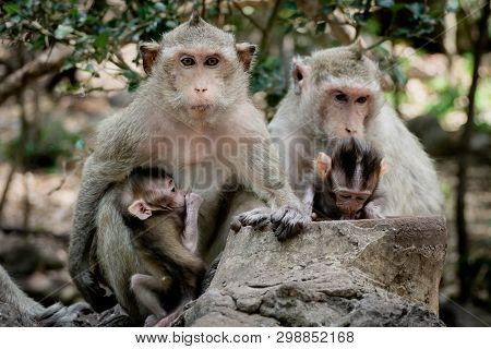 Baby Monkey Under Mother Protection. The Monkey Family With Shaggy Orange Fur And Human Like Express