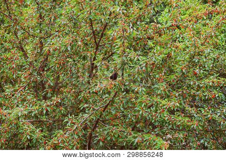 The Starlings Eat The Harvest Of Sweet Cherry. Selective Focus.