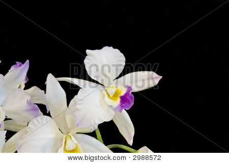 Orchideje Cattlyea
